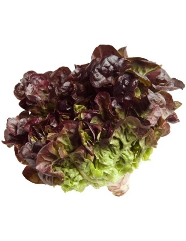 Lechuga Hoja De Roble