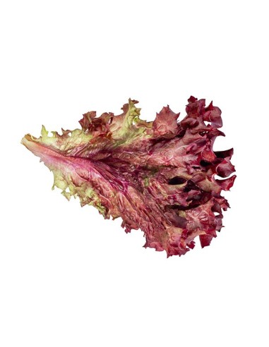 Lechuga Lollo Rosa