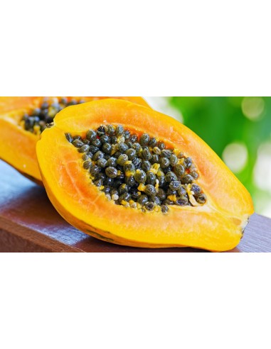 Papaya Carica