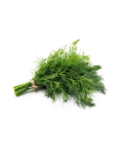 Dill / Eneldo