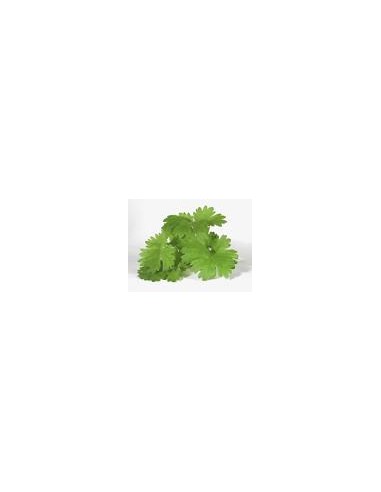 Cilantro